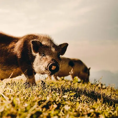 Pensjonat Alexanderhuette - Nur Zu Fuss Erreichbar Millstatt am See