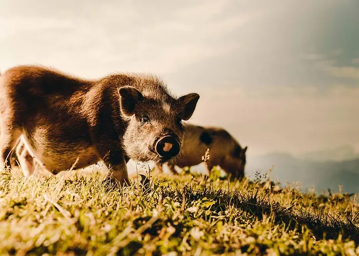 Konukevi Alexanderhuette - Nur Zu Fuss Erreichbar Millstatt